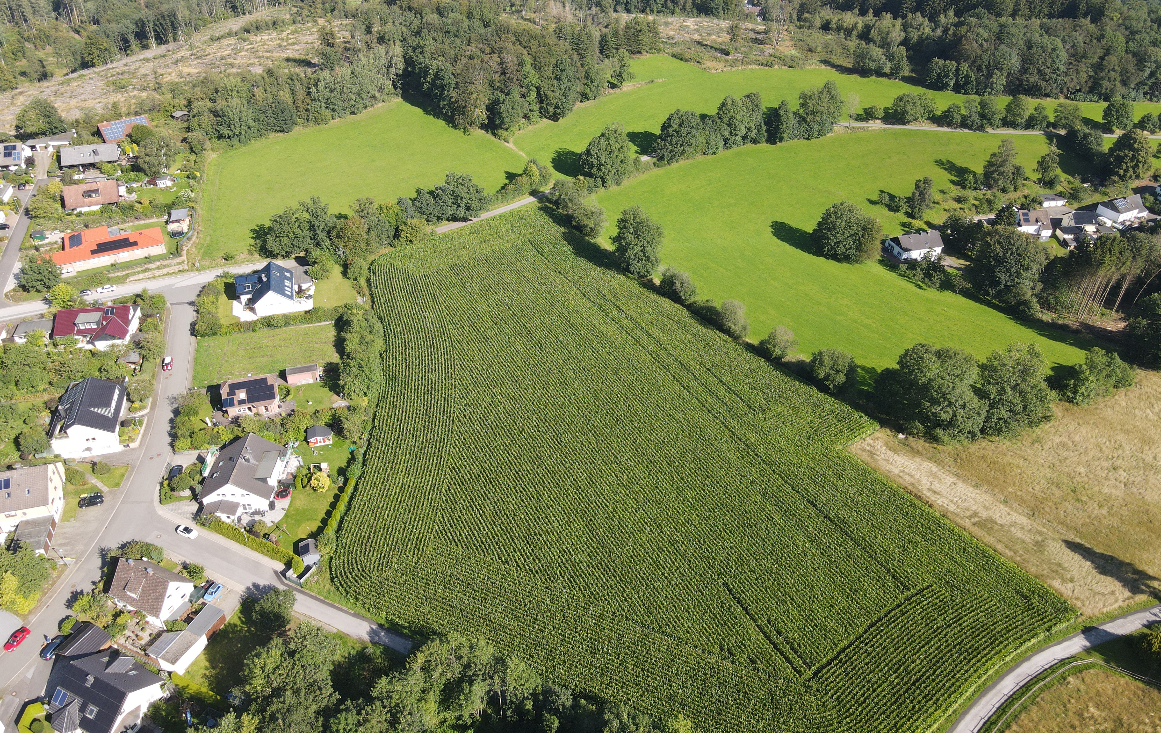 Weiter Diskussionen um Schillerstein/Herksiepe: F�r die rund vier Hektar gro�e Fl�che liegt nun eine Alternative zur geplanten Wohnbebauung auf dem Tisch. Klaus Brunsmeier m�chte das Areal als Magergr�nland entwickeln, w�hrend die Stadt Halver grunds�tzli
